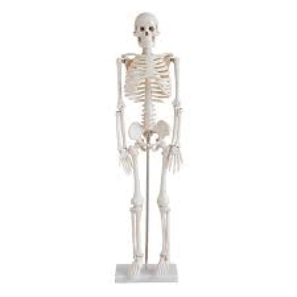 Esqueleto Humano 1,70cm com pedestal e rodas para estudos